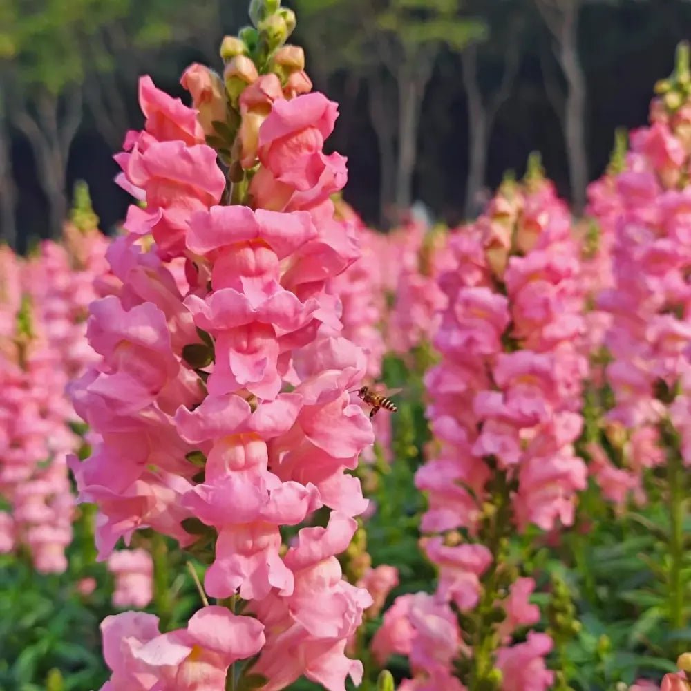 Pink Snapdragon Seeds - Verdseeds