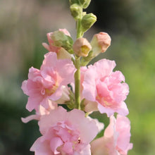 Pink Snapdragon Seeds - Verdseeds