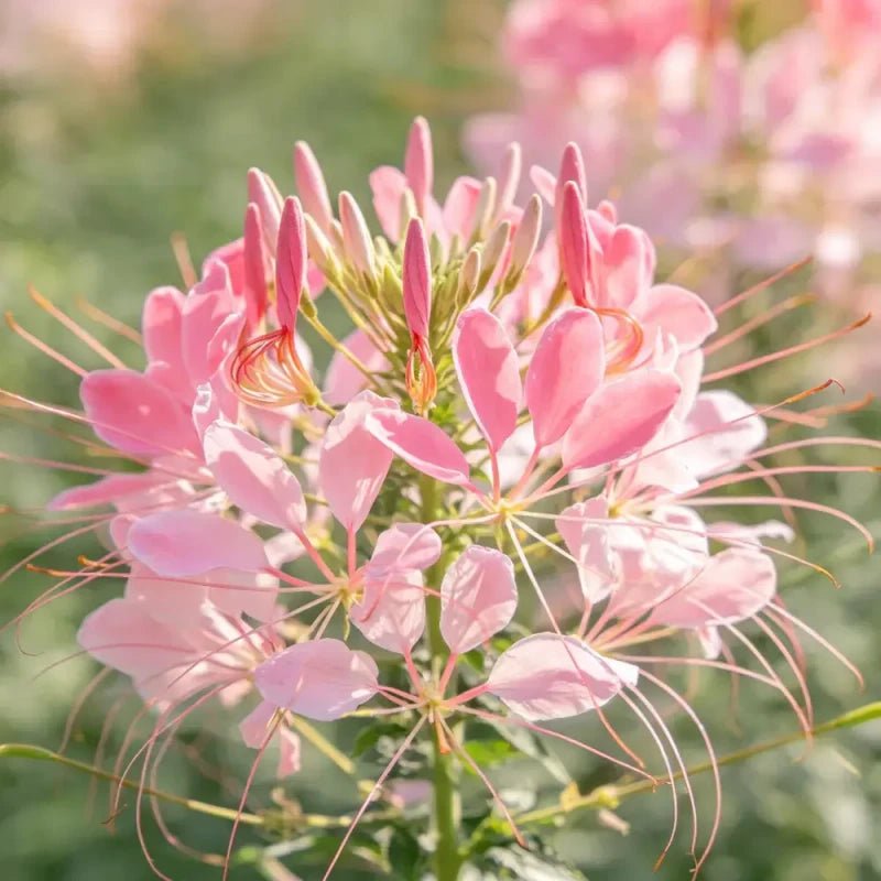 Pink Spider Flower Seeds - Verdseeds