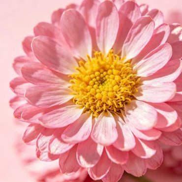 Pink Strawflower Seeds - Verdseeds