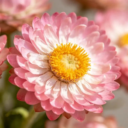 Pink Strawflower Seeds - Verdseeds