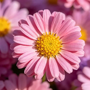 Pink Strawflower Seeds - Verdseeds