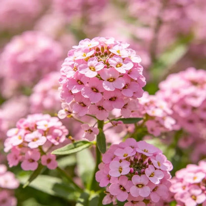 Pink Sweet Alyssum Seeds - Verdseeds