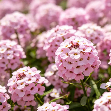 Pink Sweet Alyssum Seeds - Verdseeds