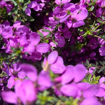 Pink Thyme Seeds - Verdseeds