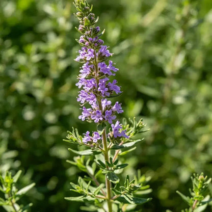 Pink Thyme Seeds - Verdseeds
