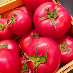 Pink Tomato Seeds - Verdseeds