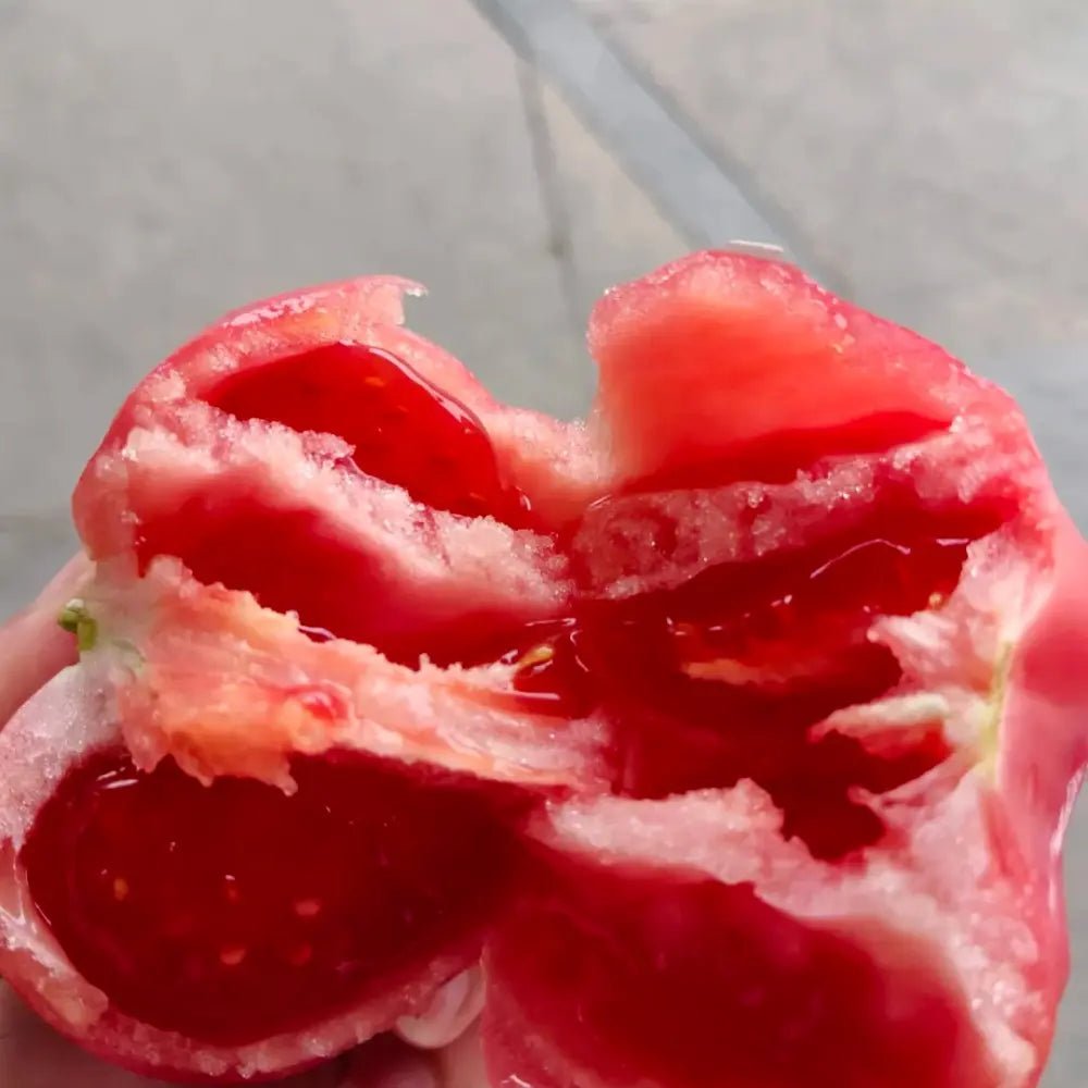 Pink Tomato Seeds - Verdseeds