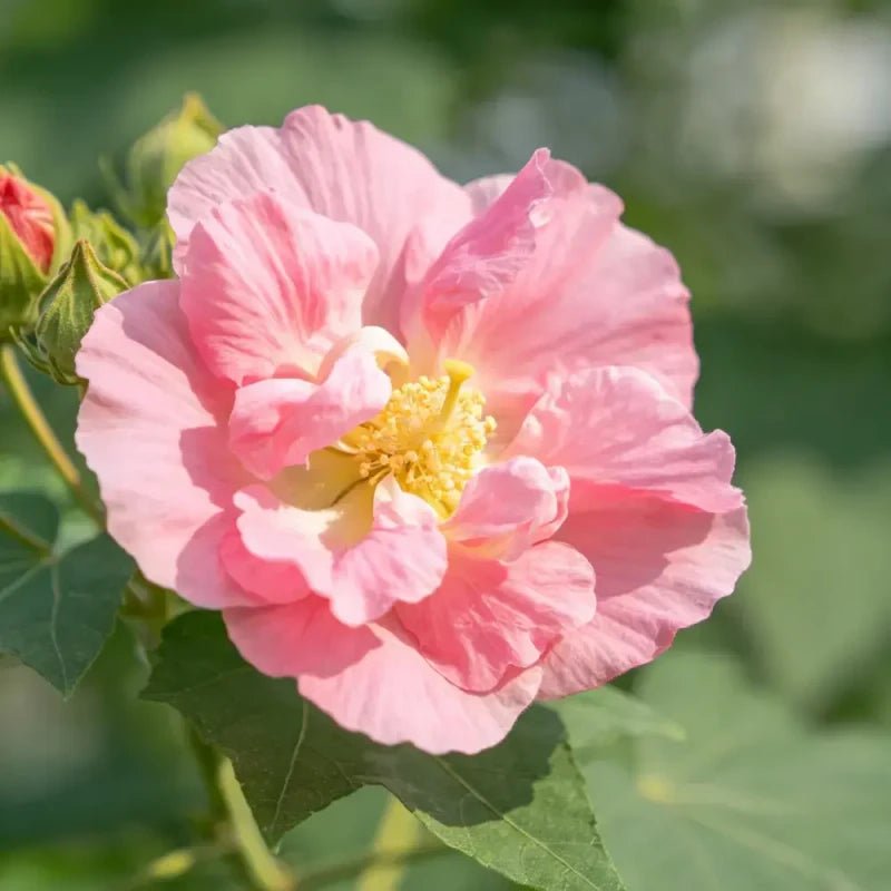 Pink Tree Mallow Seeds - Verdseeds