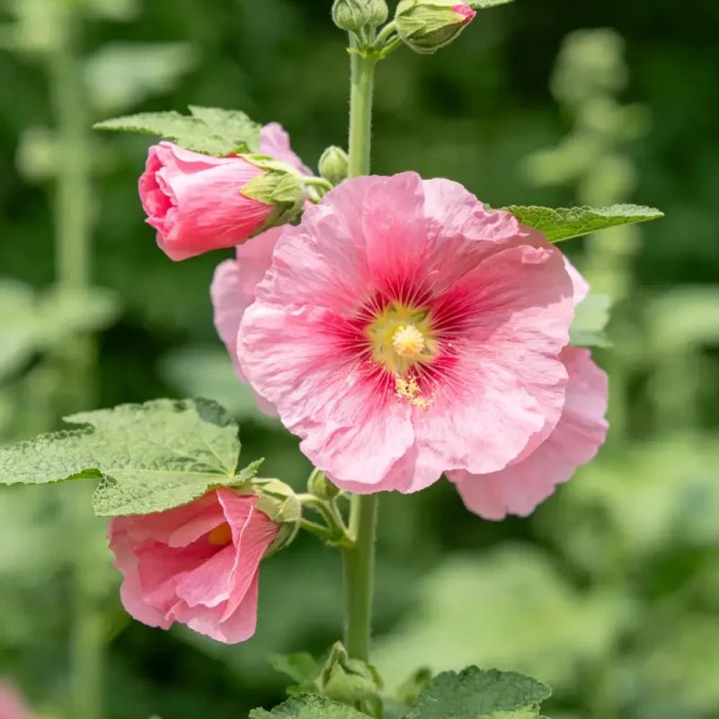 Pink Tree Mallow Seeds - Verdseeds
