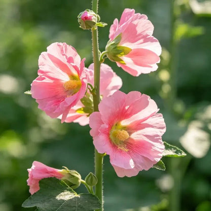 Pink Tree Mallow Seeds - Verdseeds