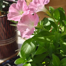 Pink Vein Hybrid Petunia Seeds - Verdseeds