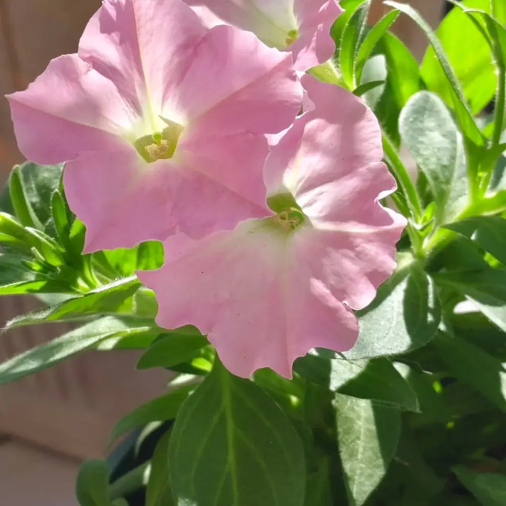 Pink Vein Hybrid Petunia Seeds - Verdseeds