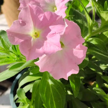 Pink Vein Hybrid Petunia Seeds - Verdseeds
