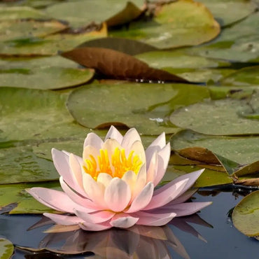 Pink Water Lily Seeds - Verdseeds