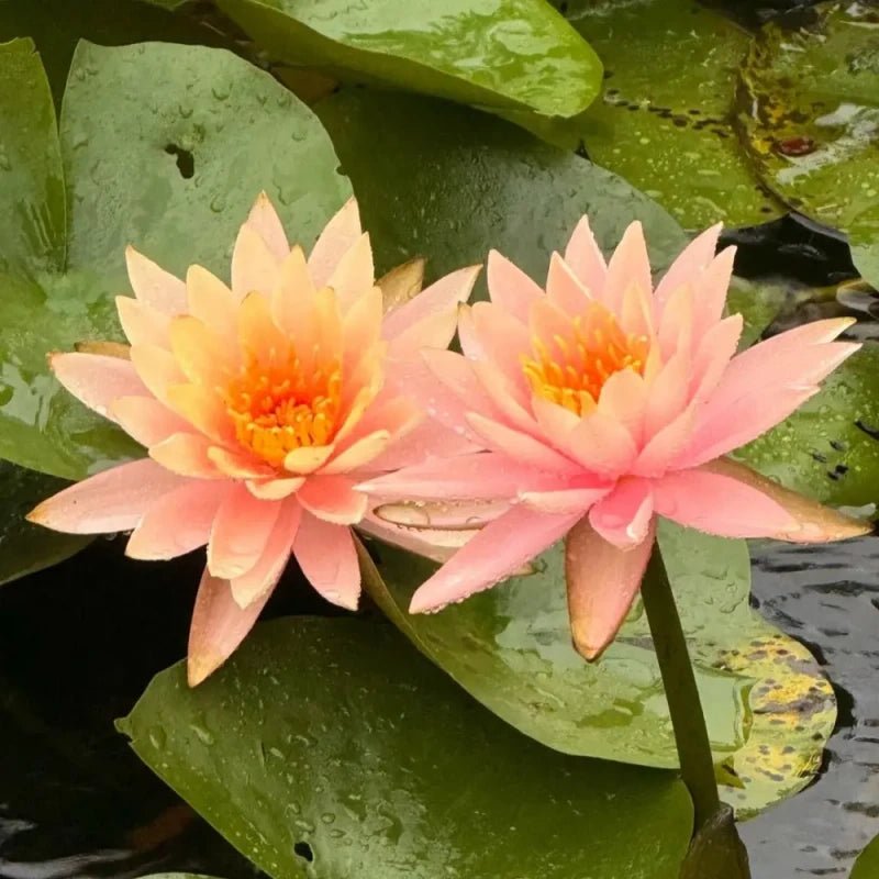 Pink Water Lily Seeds - Verdseeds