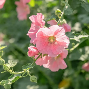 Pink Winecup Seeds - Verdseeds