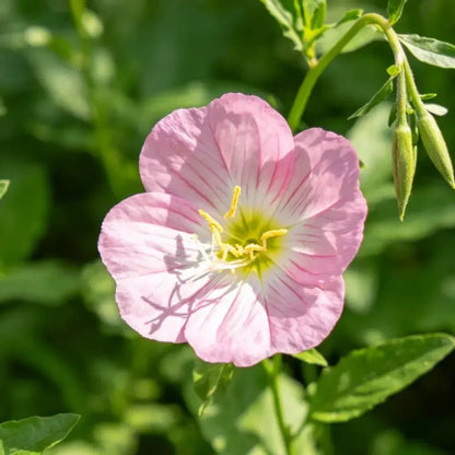 Pink Winecup Seeds - Verdseeds