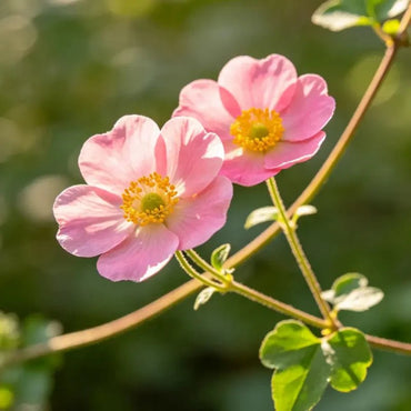 Pink Winecup Seeds - Verdseeds