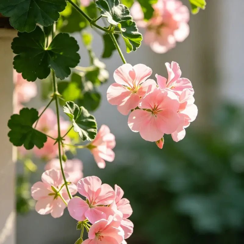 Pink Winecup Seeds - Verdseeds
