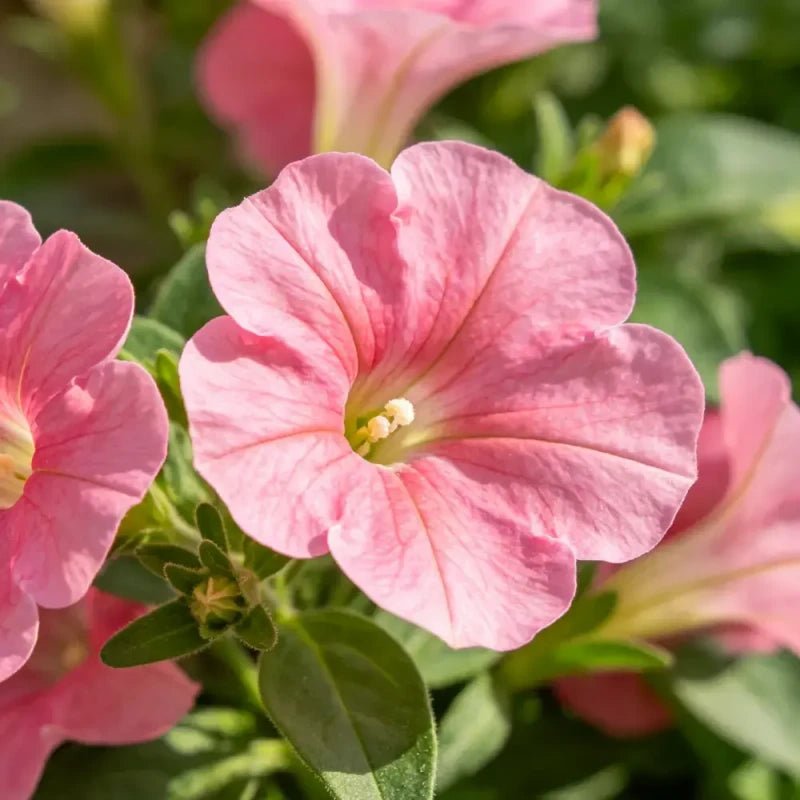 Pink Wishbone Flower Seeds - Verdseeds