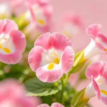 Pink Wishbone Flower Seeds - Verdseeds
