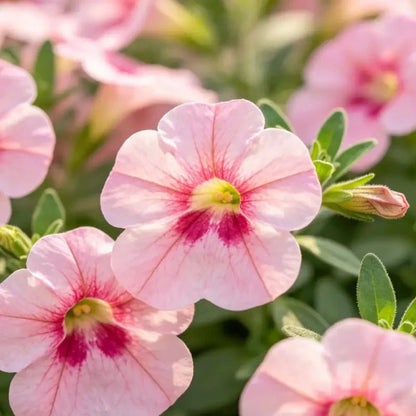 Pink Wishbone Flower Seeds - Verdseeds