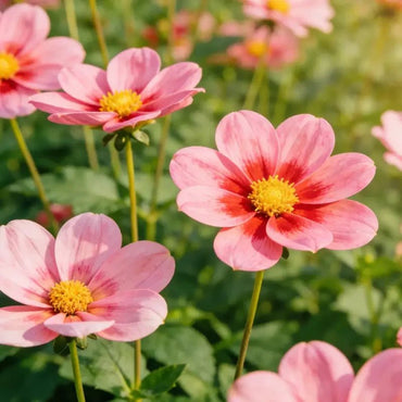 Pink with a blush of Cosmos Seeds - Verdseeds
