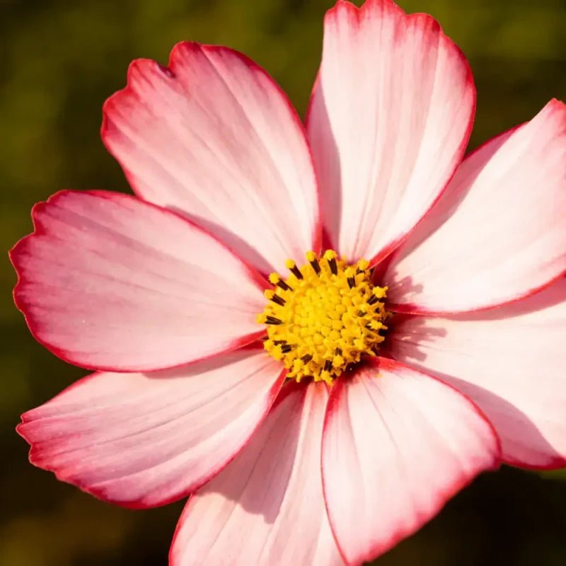 Pink with a blush of Cosmos Seeds - Verdseeds