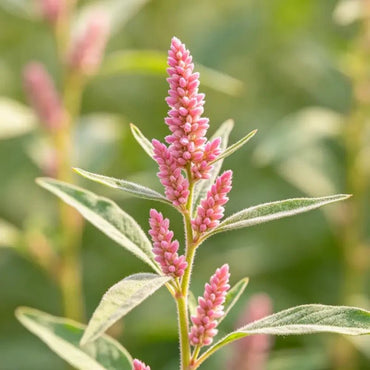 Pink Woolly Knotweed Seeds - Verdseeds
