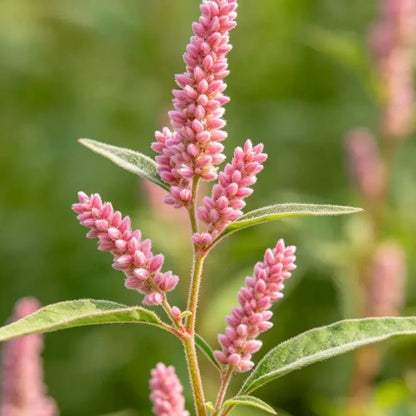 Pink Woolly Knotweed Seeds - Verdseeds