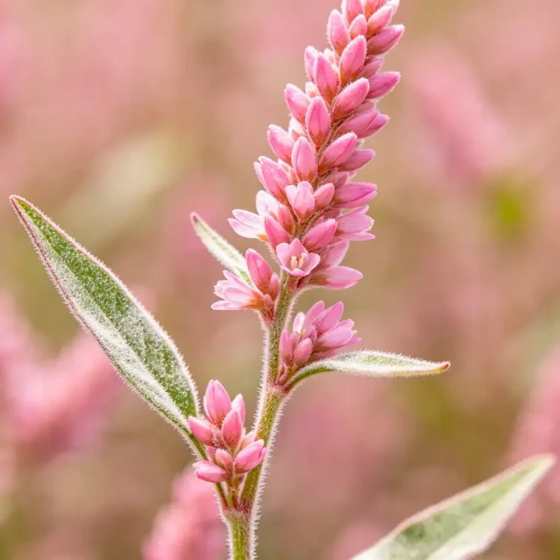 Pink Woolly Knotweed Seeds - Verdseeds