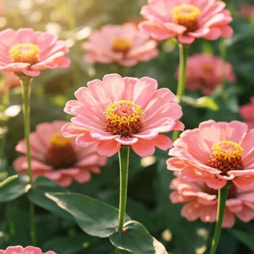 Pink Zinnia Seeds - Verdseeds