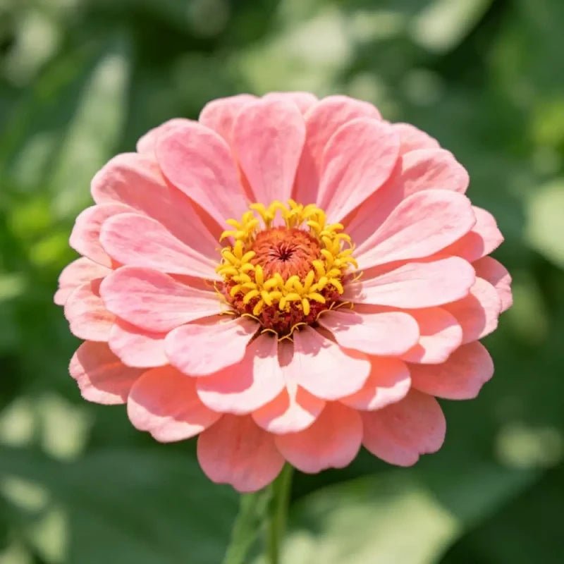 Pink Zinnia Seeds - Verdseeds
