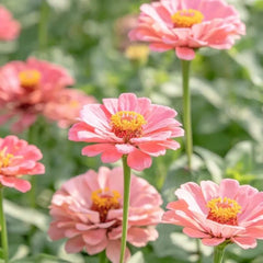 Pink Zinnia Seeds - Verdseeds