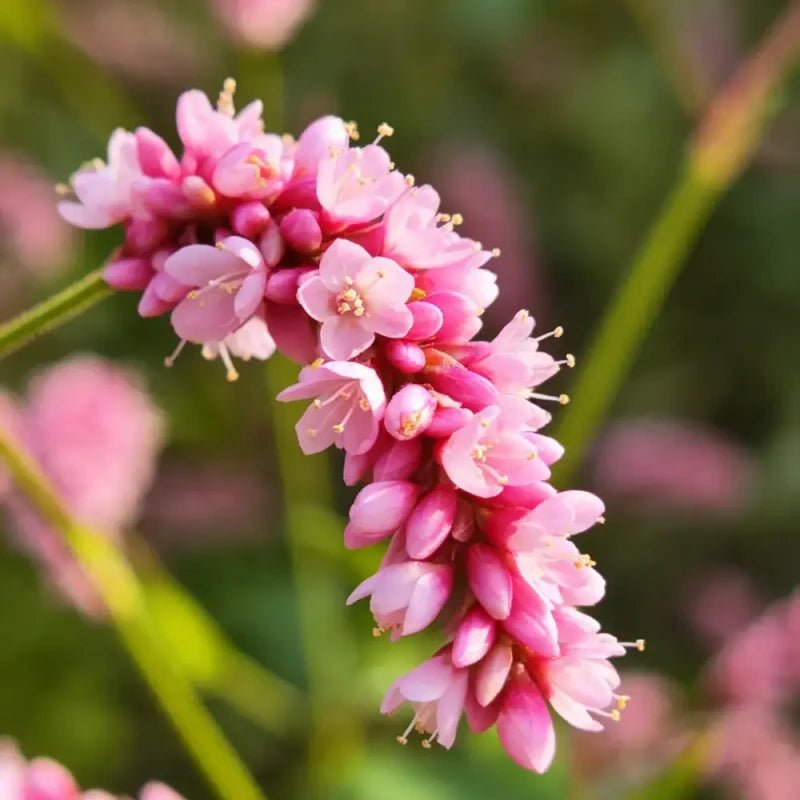 Pink‑headed Persicaria Seeds - Verdseeds