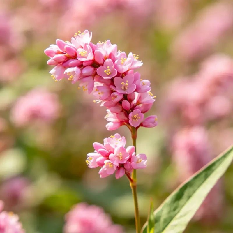 Pink‑headed Persicaria Seeds - Verdseeds