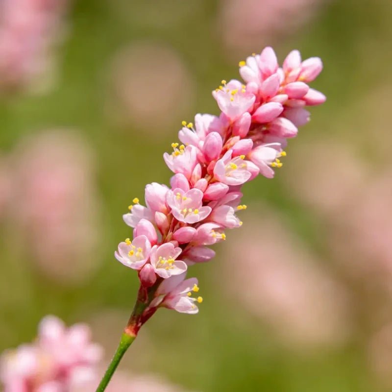 Pink‑headed Persicaria Seeds - Verdseeds