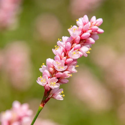 Pink‑headed Persicaria Seeds - Verdseeds