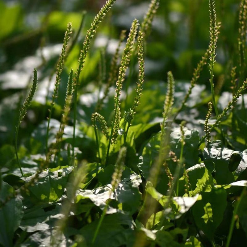 Plantain Seeds - Verdseeds
