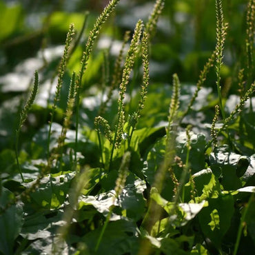 Plantain Seeds - Verdseeds