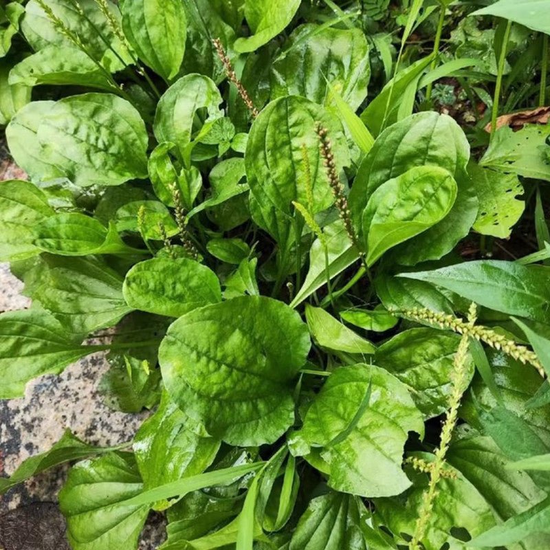 Plantain Seeds - Verdseeds