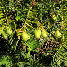Plum Yew Seeds - Verdseeds