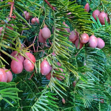 Plum Yew Seeds - Verdseeds