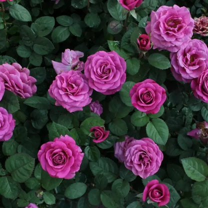 Pluto Garden Rose Seeds - Verdseeds