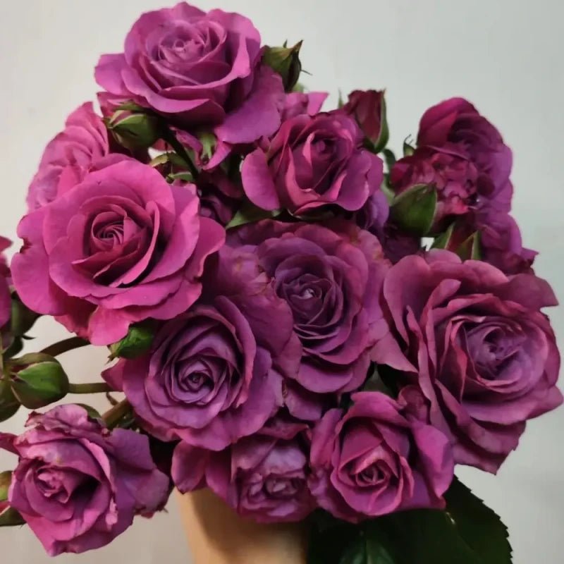 Pluto Garden Rose Seeds - Verdseeds