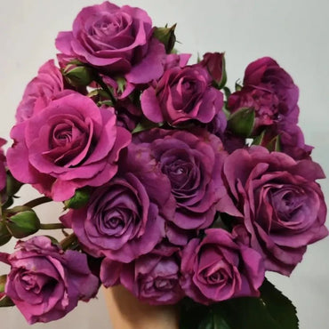 Pluto Garden Rose Seeds - Verdseeds