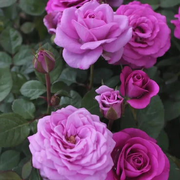 Pluto Garden Rose Seeds - Verdseeds
