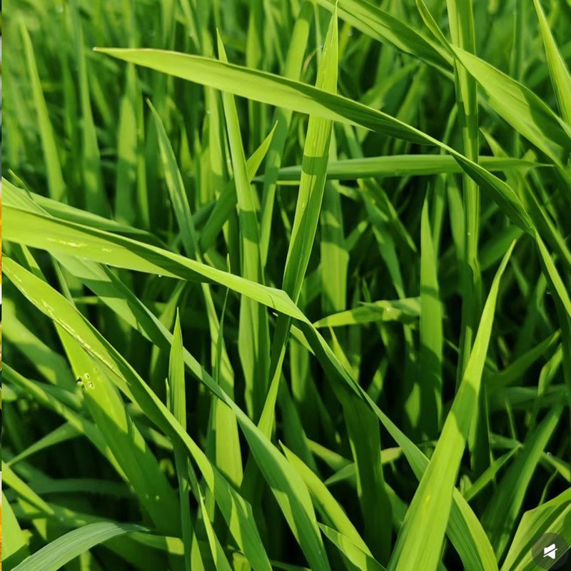 Poa annua Seeds - Verdseeds