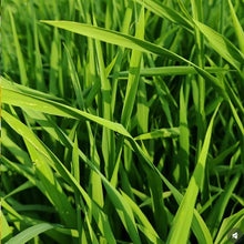 Poa annua Seeds - Verdseeds